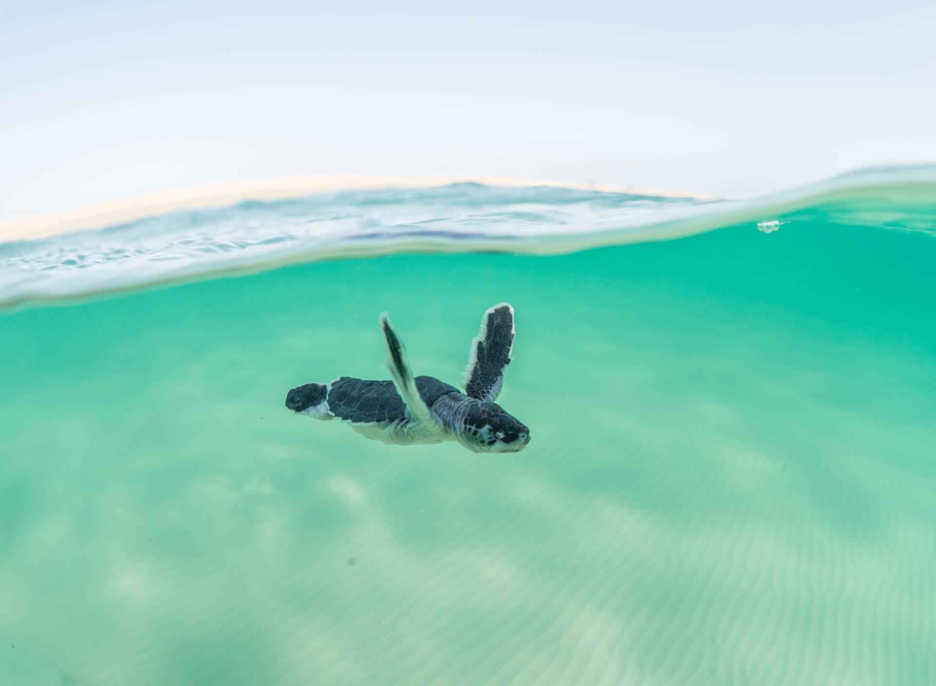 A Hawksbill turtle hatchling swimming and flourishing thanks to Amaala's regenerative approach to tourism and sustainability